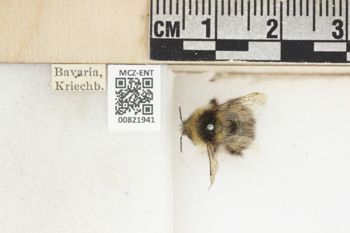 Media type: image;   Entomology 821941 Aspect: labels